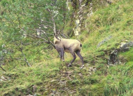 Hotel Restaurant Wolf Markstein Eksteriør billede